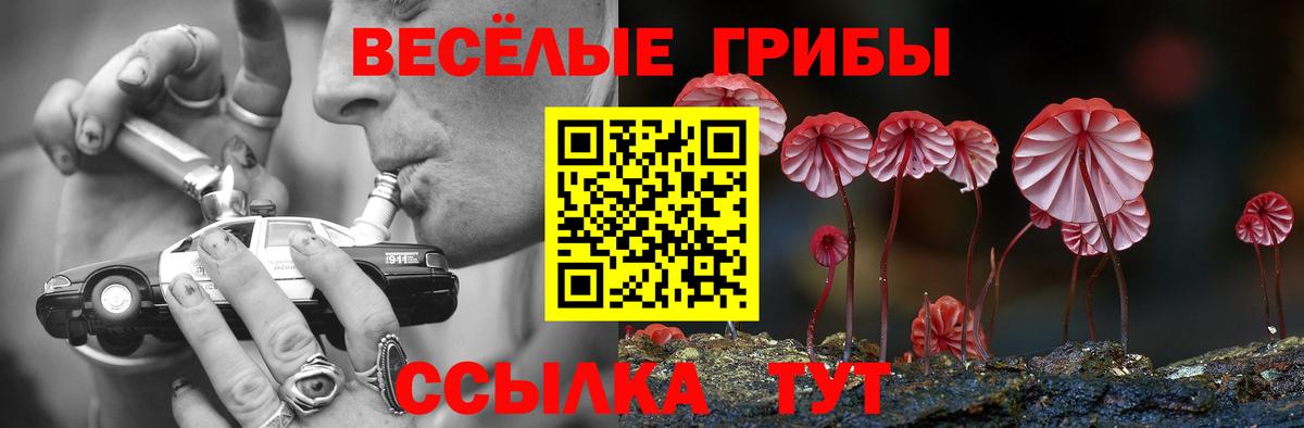 Гатчина  Галлюциногенные грибы прущие грибы  Вход с VPN 